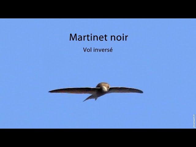 MARTINET NOIR Vol inversé / COMMON SWIFT Inverted flight