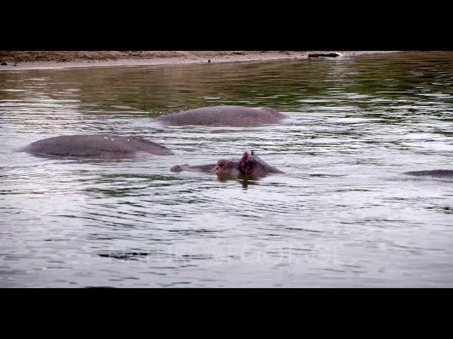 NatureFootage Stock Video