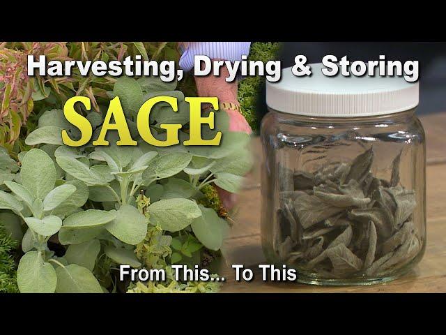 Sage: Harvesting, Drying, and Storing