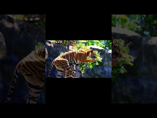 Saving the Sumatran Tiger: Preserving an Endangered Subspecies | SGK English