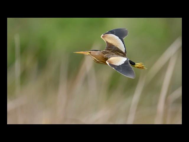 try to hear this Little bittern