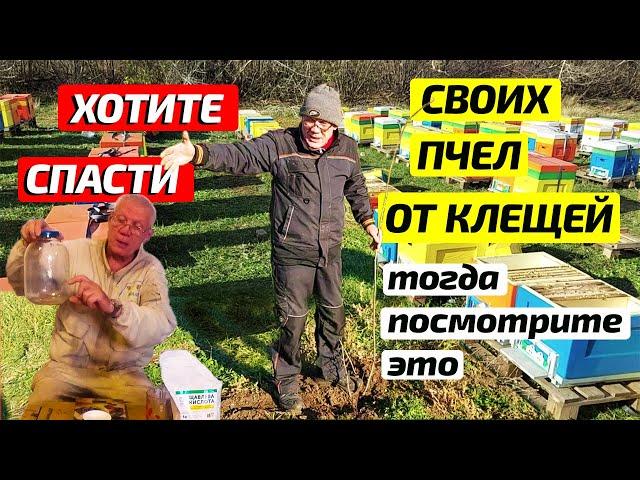 Пасека в ноябре. Секрет использования щавелевой кислоты в пчеловодстве. Обработка пчёл.