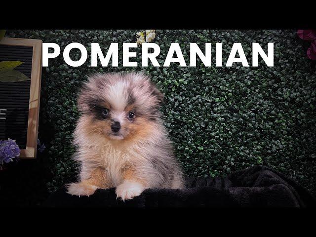 New Pomeranian Puppies Available