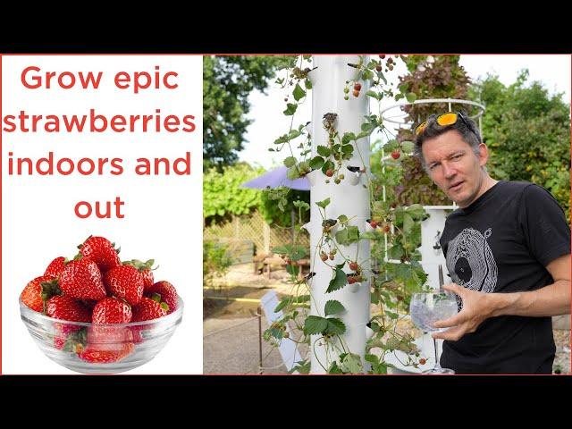 how to grow epic strawberries on a  tower garden