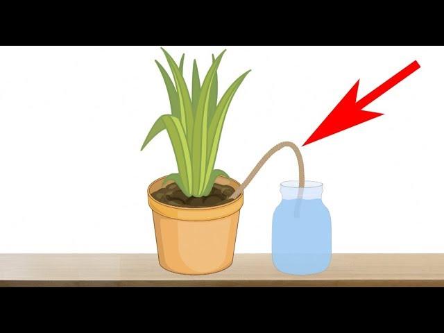 5 Genius Ways to Water Your Plants When You are Away on Vacation - Indoor Plants Automatic Watering