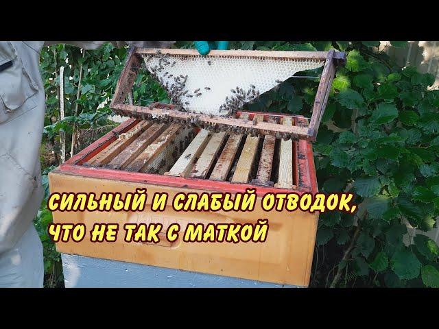 пчеловодство, сильный и слабый отводок что не так с маткой, пасека