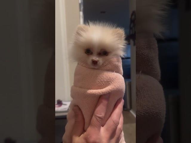 Funny puppy#pomeranian #motivation #puppy #pets #cute #funny #doglover #dog #lovingpets #petlovers