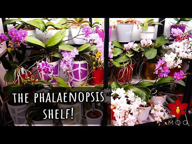 Mini Phalaenopsis Orchids Shelf Tour - How I grow my mini moth Orchids all year long!