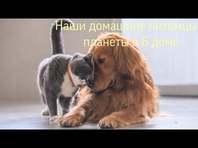 Наши домашние питомцы - 6 дом гороскопа