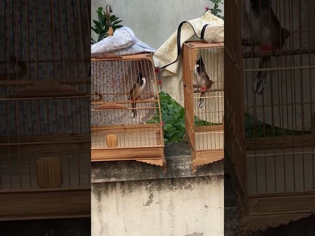 Chào Mào Đấu Ché Siêu Hay, Chào Mào Hót Đấu Bung Xoè Cực Chất