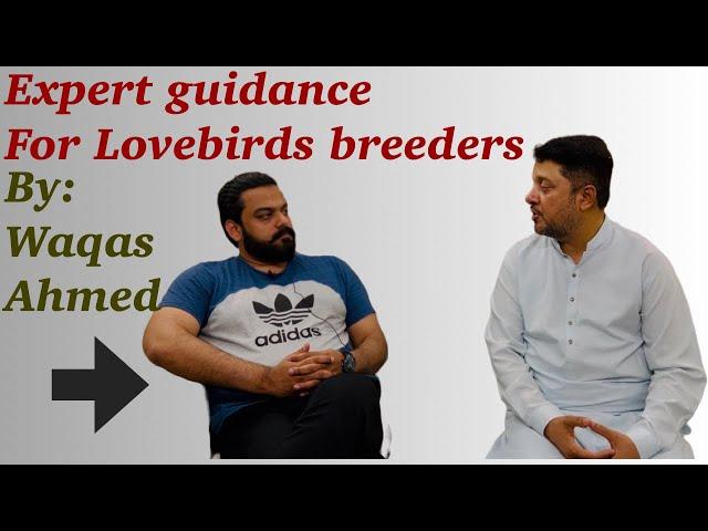 A must watch video for every Lovebird breeder| Arif Raza & Waqas Ahmed #lovebirds #birds #birdslover