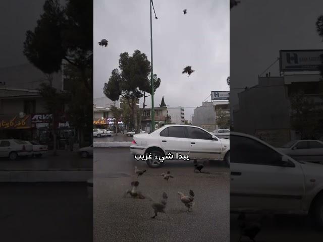 مطر دجاج اليوم! ️