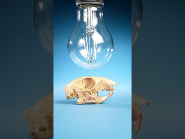 Squirrel Bones Glow Under UV Lights