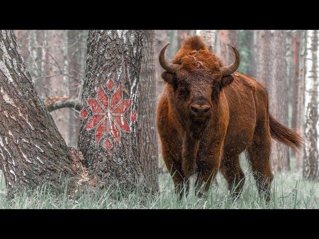 Прырода Беларусі - Запаведнымі сцежкамі Беларускай зямлі | Film Studio Aves