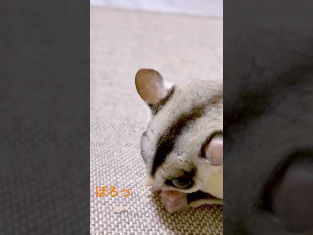 食べたあと吐き出す子笑 #フクロモモンガ #フクモモ #小動物 #蜜袋鼯 #sóc #슈가글라이더 #エキゾチックアニマル #scoiattolo