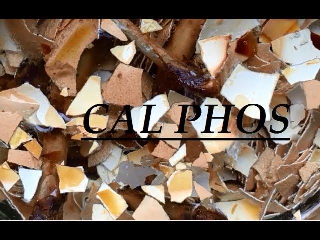 CalPhos - Calcium Phosphate Solution - Eggshells & Chicken Bones - Surfing Llama