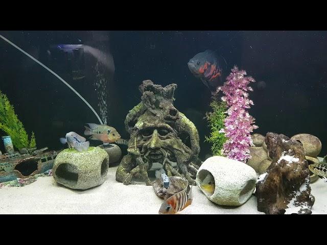 My 560 Litre ND Aquatics communtity Fish Tank