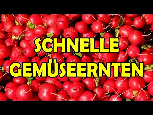 11 Gemüsesorten Gemüse Gemüsearten die man nach kurzer Zeit ernten kann Gemüseanbau Selbstversorgung