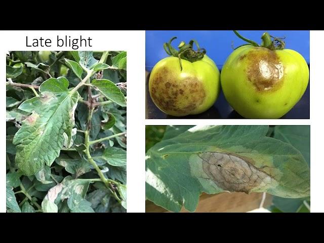 Identification of late blight of tomato