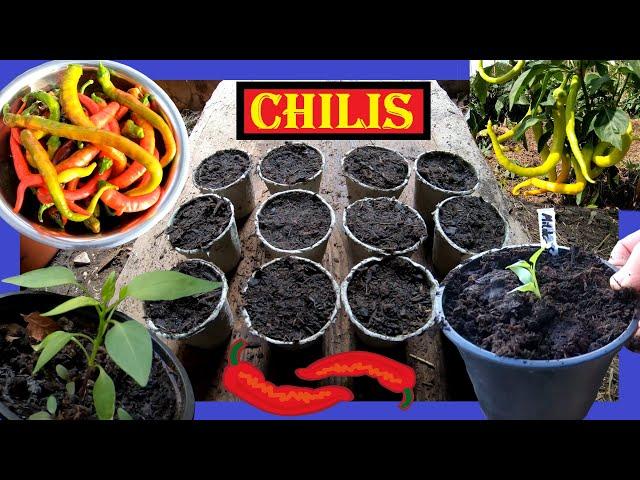 Chili Anbau ️ Chilis anbauen Aussaat bis Ernte ️ Chili u Peperoni säen, pflegen, ernten ️ Chilis