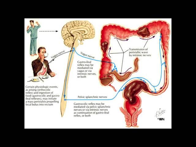 Constipation and the Colon - Mayo Clinic