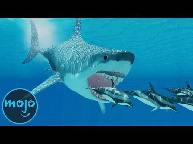 Top 10 Facts About the Megalodon