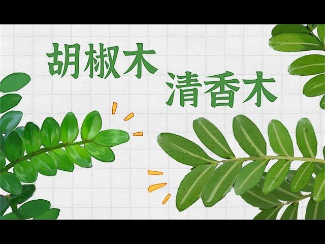 胡椒木 | 胡椒木和清香木的区别，别再被商家忽悠了！