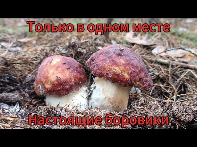 Боровики и лисички. По старым местам спустя 3 дня