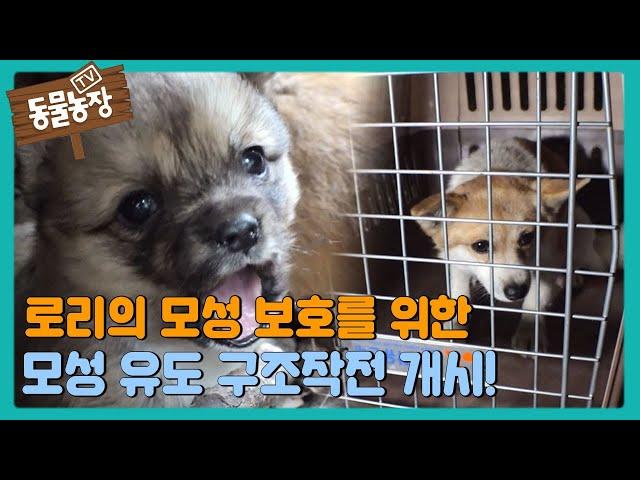 로리의 모성 보호를 위한 모성 유도 구조작전 개시 #TV동물농장 #AnimalFarm #SBSstory