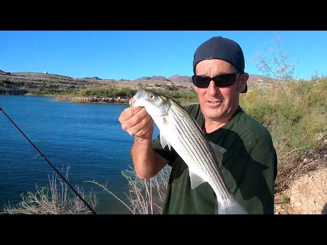 Return to Lake Mead! Lots of Striped Bass!