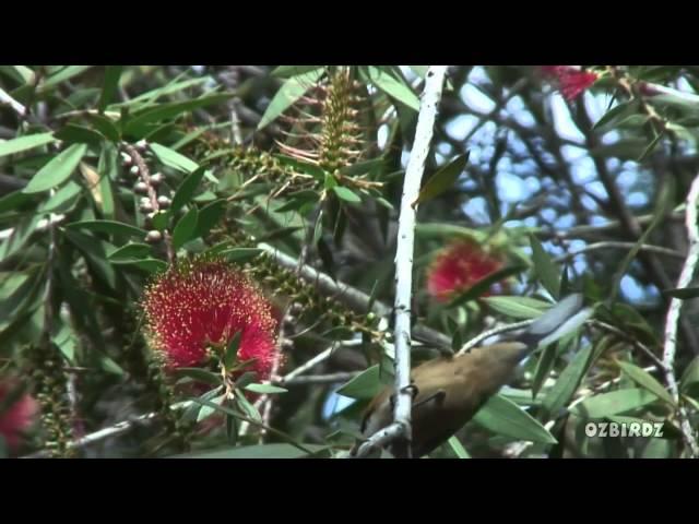 Eastern Spinebill