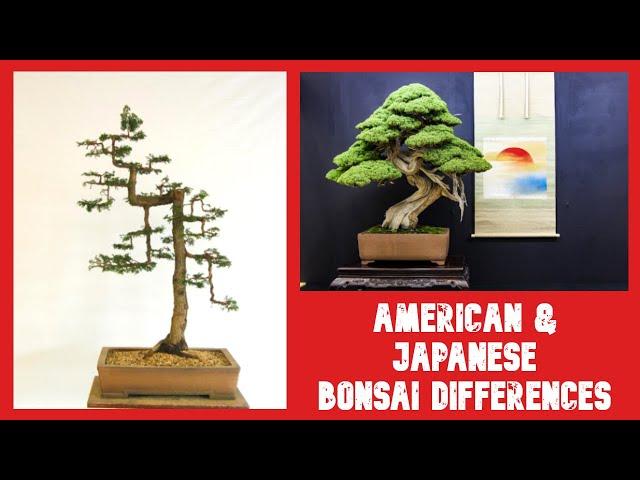 How Do Bonsai Styles Differ in the US and Within Japan? Julian Tsai Explains - Bonsai Time 01