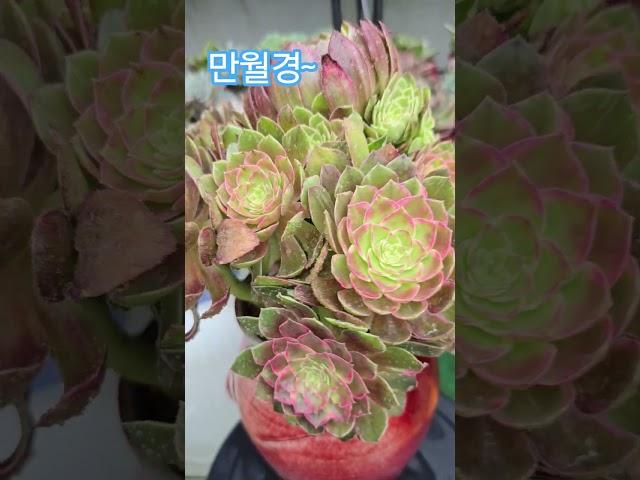 만월경~ 뭔뜻인지~비도 내리고해서 물고픈아이들 시원하게 물샤워~~~#박서진가수님 #나만믿어요 #전유진  #냥이분 #에오니움 #한일톱텐쇼