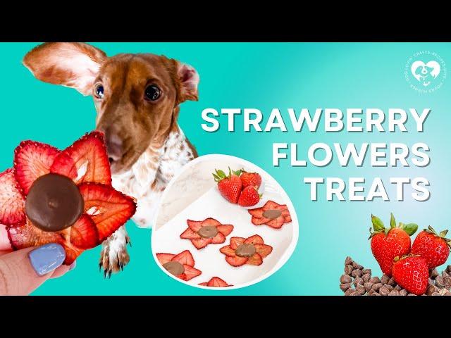 Homemade Strawberry Flowers Dog Treats