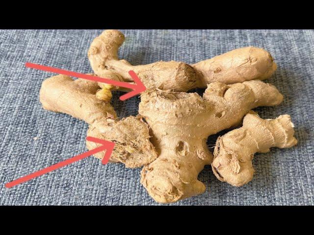 Broken ginger, many people don't know what it is used for , it's hard to buy with money.