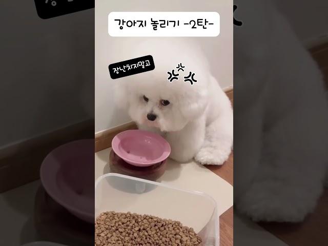 강아지의 반응