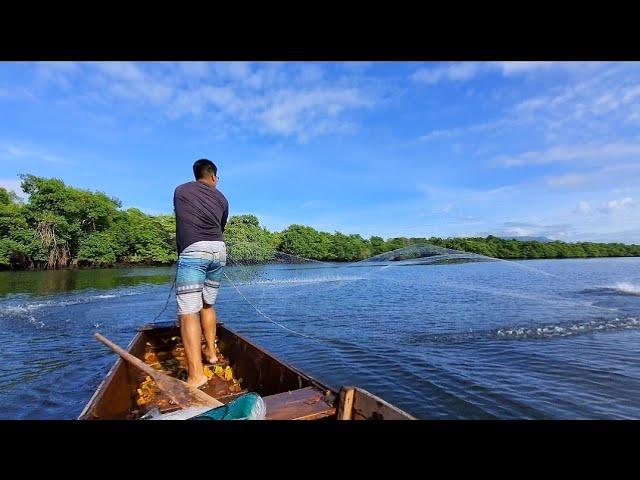 PESCA COM TARRAFA GRANDE TEM  VANTAGEM ??? pescando tainha no manguezal de tarrafa .