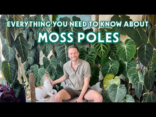 MY ULTIMATE MOSS POLE GUIDE - everything I have learned about Moss Poles over the last 3 years