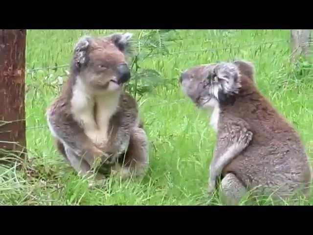 Koala fight