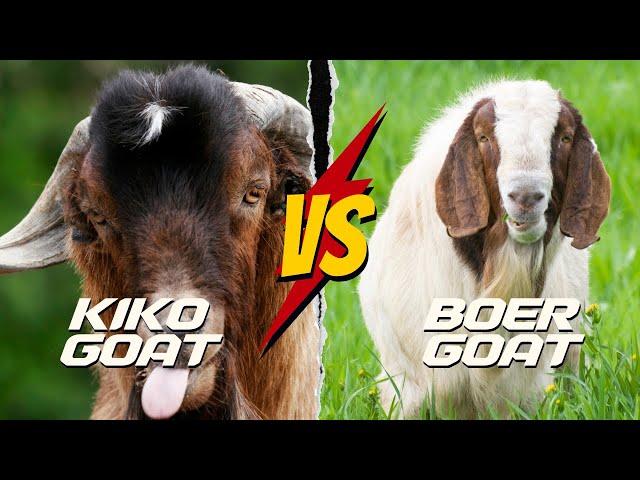 Kiko Goats vs Boer Goats: Which Breed is Best?