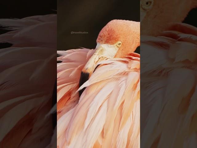 Flamingo Grooming it's feathers #flamingo #groom #bird #nature #wildlife #coral #beautiful HA11677