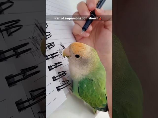 Parrot impersonation show  #funnyshorts #funny #funnyanimals #pets #fyp #foryou #cute #parrot