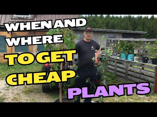 WHEN and WHERE to get CHEAP PLANTS