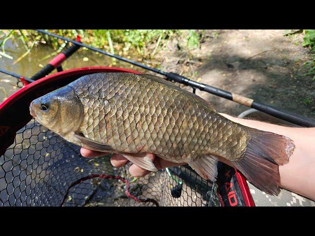 I found powerful crucians! Fishing on the feeder in June