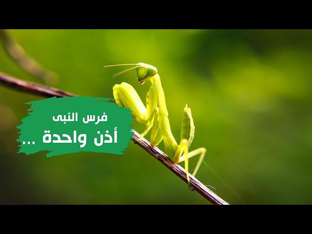 فرس النبى لة أذن واحدة ؟؟