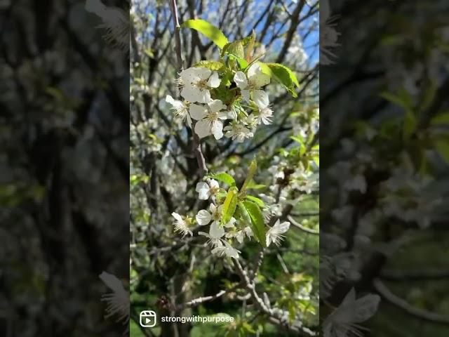 Cherry blossom tree from bud to blossom 