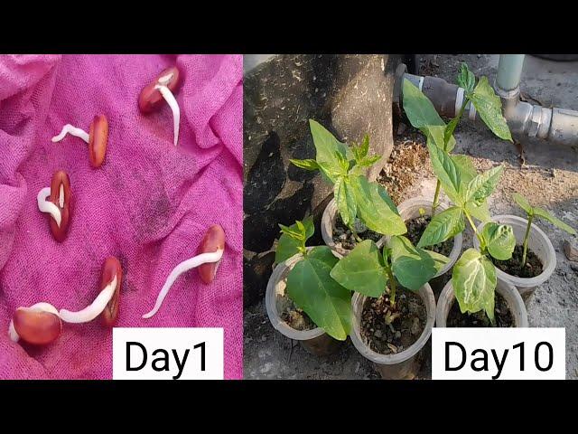 How to germinate long bean seeds