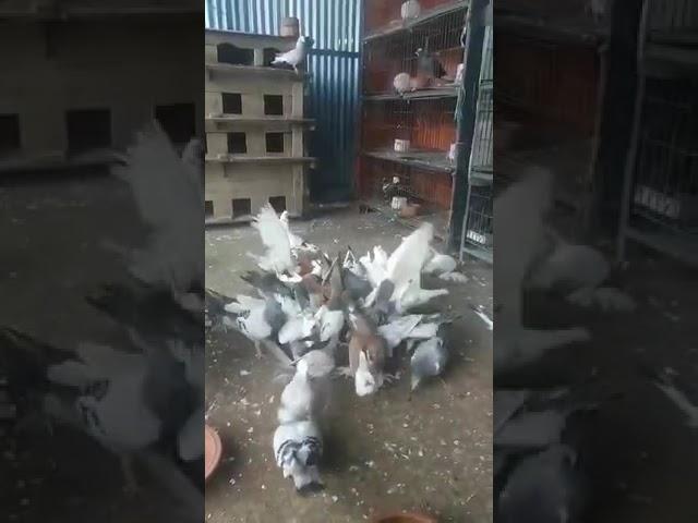 Showing our beauty homer pigeon, fancy pigeon, racing pigeon & high flyer pigeon (Part :2) | #Shorts