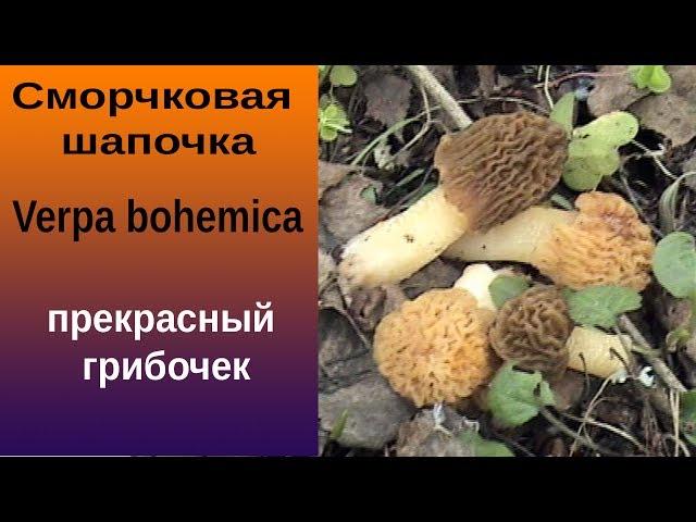 Сморчковая шапочка - замечательный грибочек!