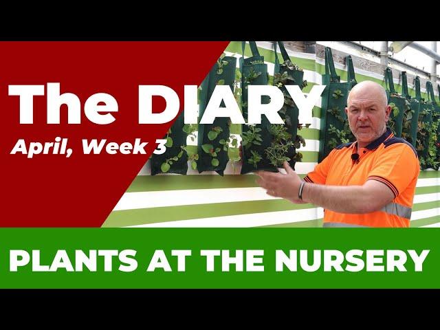 New Arrivals & Must-Have's at Our Plant Nursery  | April Week 3 Update